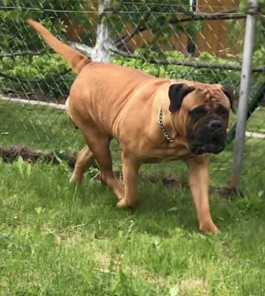 Gini Madbull Farm | Bullmastiff 