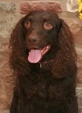 Little Brownies Namaste | American Water Spaniel 