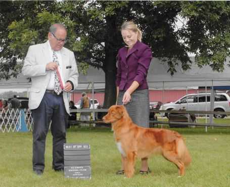 Manitou's Girl on Fire | Nova Scotia Duck Tolling Retriever 