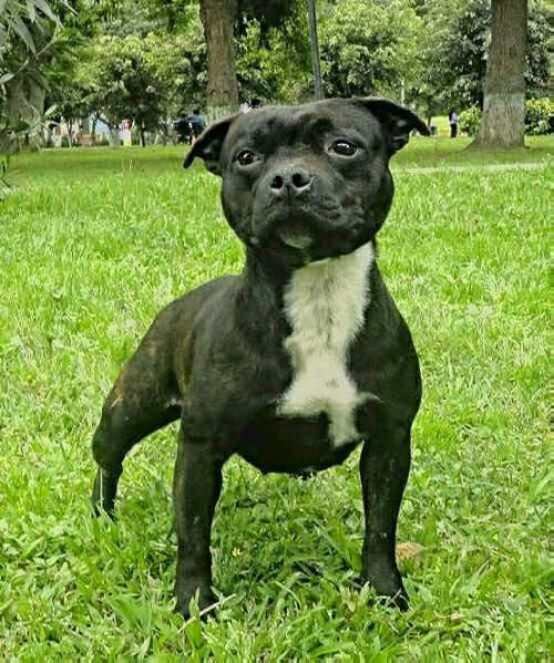 Mac L' Stout Good Charlotte | Staffordshire Bull Terrier 