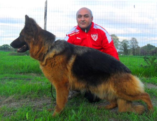 Dany von Alex Haus | German Shepherd Dog 