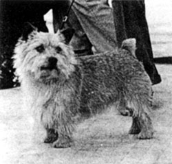 Ragus Goldfinger | Norwich Terrier 