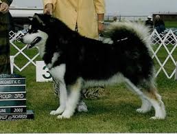 Waterstone Chips Ahoy | Alaskan Malamute 