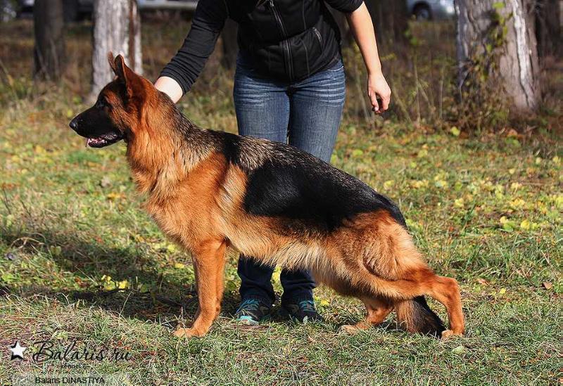 Balaris DINASTIYA | German Shepherd Dog 