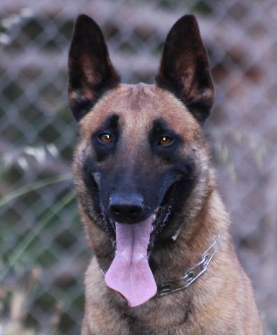 Enzo du Calvaire aux Acacias | Belgian Malinois 