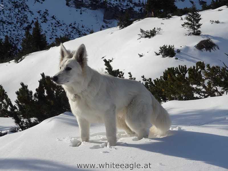 Dexter of White Eagle | White Swiss Shepherd Dog 