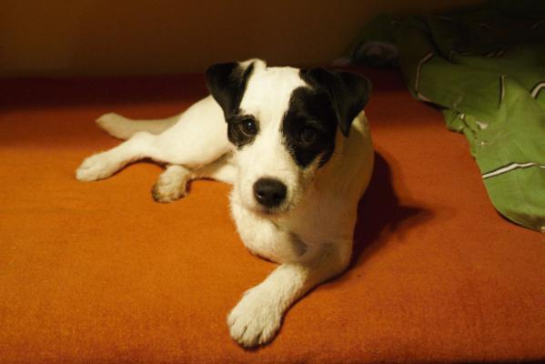 Dotted Django Black Bubble | Parson Russell Terrier 
