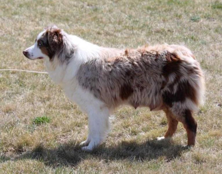 Timberline Red Hot Sadie | Australian Shepherd 