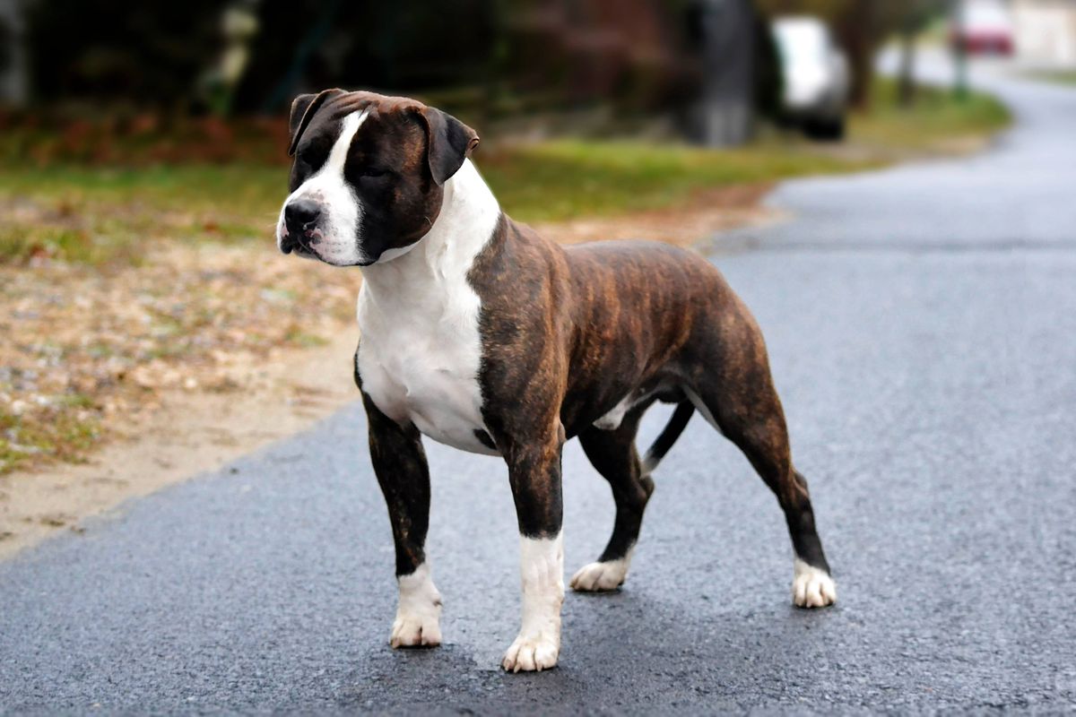 Hoodlums TRICKY THRILLS | American Staffordshire Terrier 