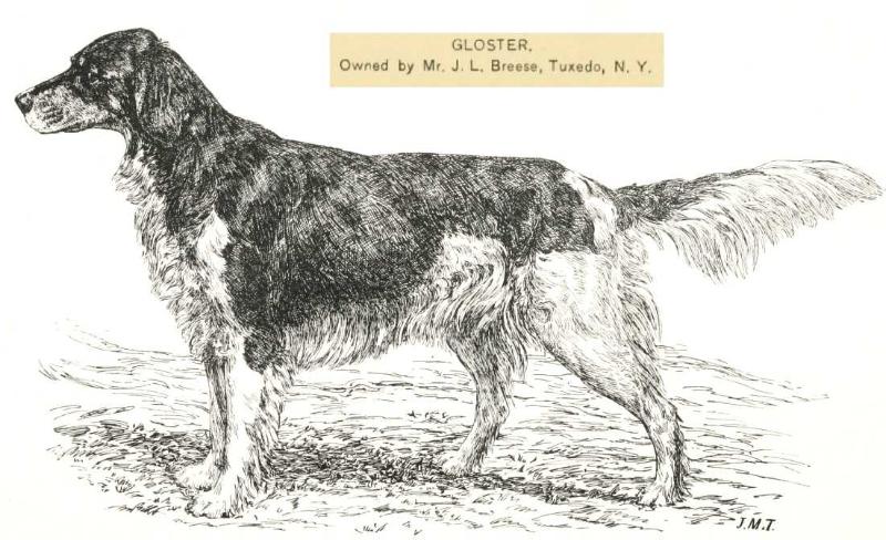 Gloster (1884) | English Setter 