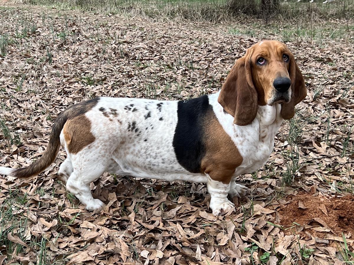 Janzen’s Patterned Paisley | Basset Hound 