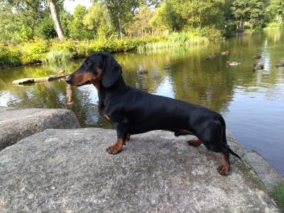 Karlo vom Oberstenvelt | Dachshund 