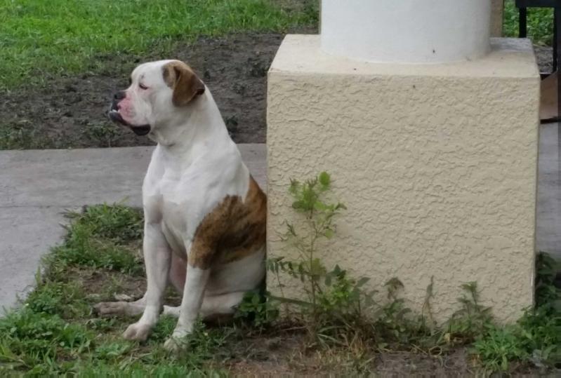 Soto's Mona Lisa | American Bulldog 