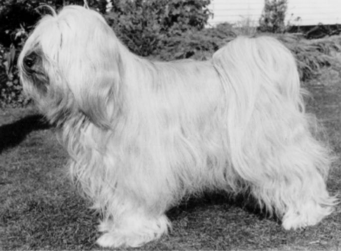 SODERUPS TENZING | Tibetan Terrier 