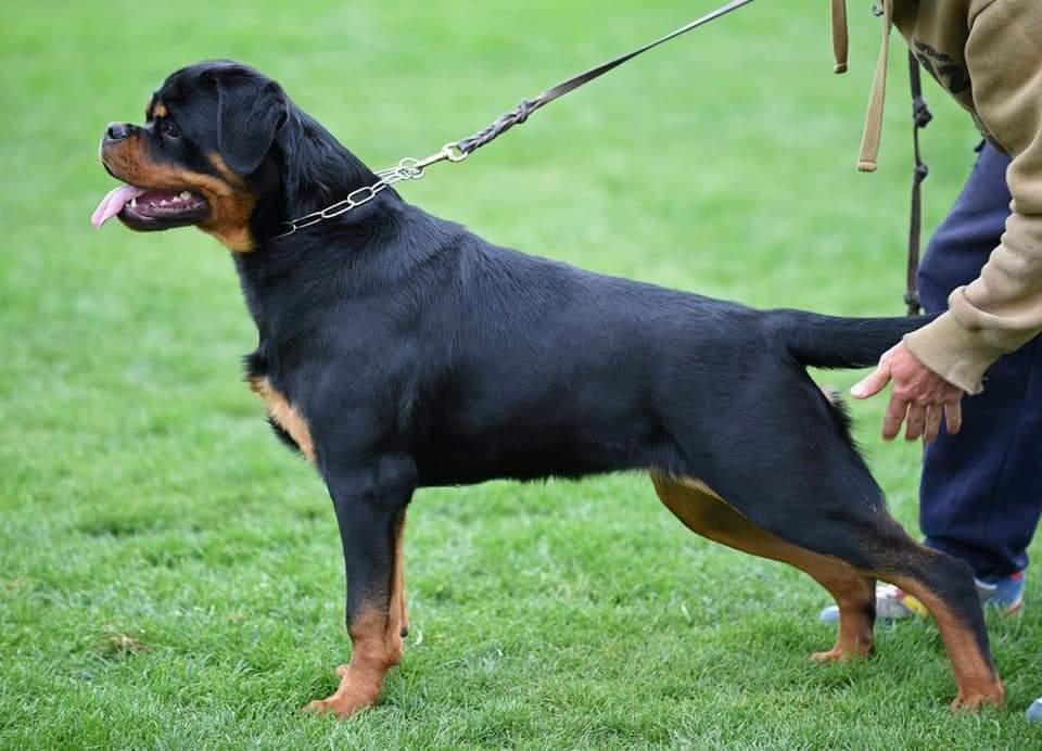 Nicole Timit tor | Rottweiler 