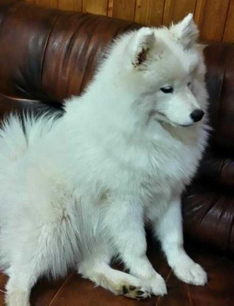 Nasledie Severa Glori | Samoyed 