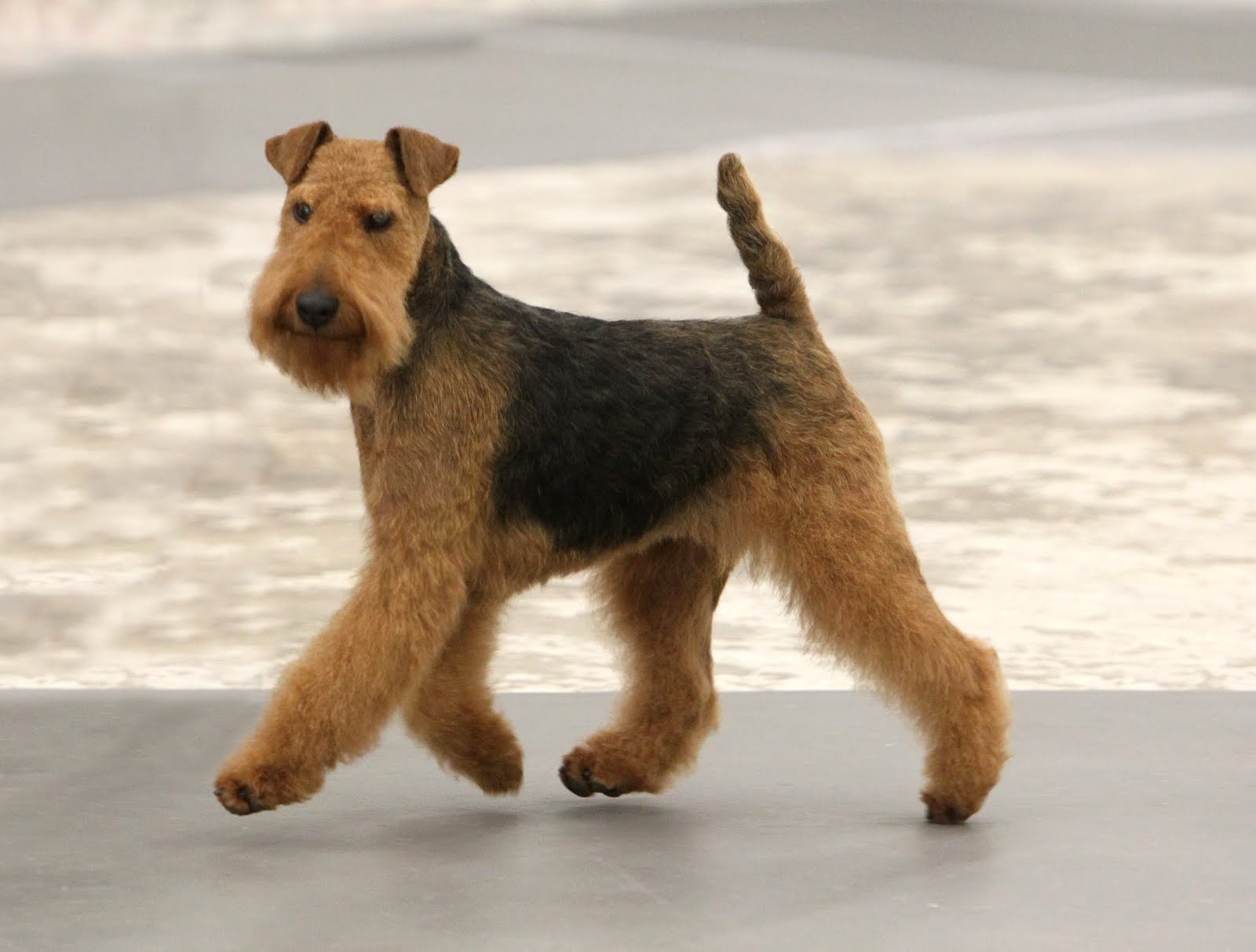 Welsh Terrier