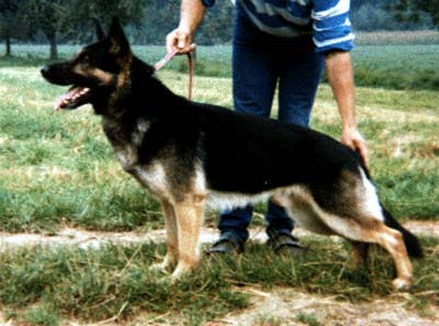 King vom Körbelbach | German Shepherd Dog 