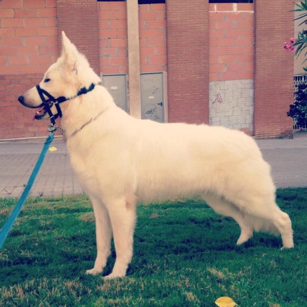 Kiara de Rio verdugo | White Swiss Shepherd Dog 