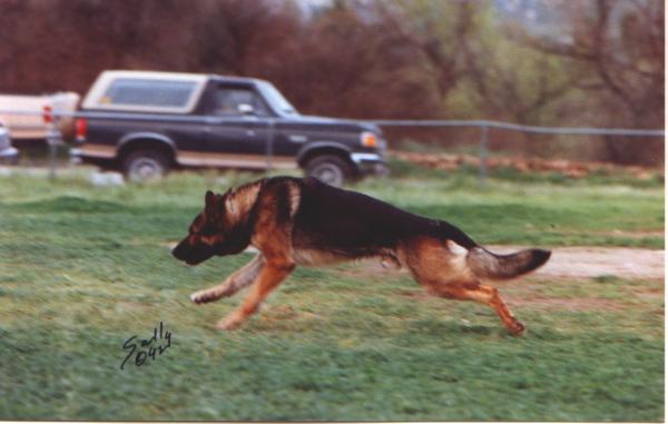 Orby vom Asselbach | German Shepherd Dog 