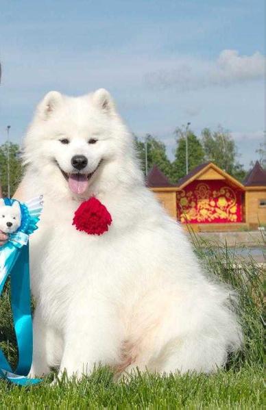 Velimir Ringold Iz Doma SHER | Samoyed 