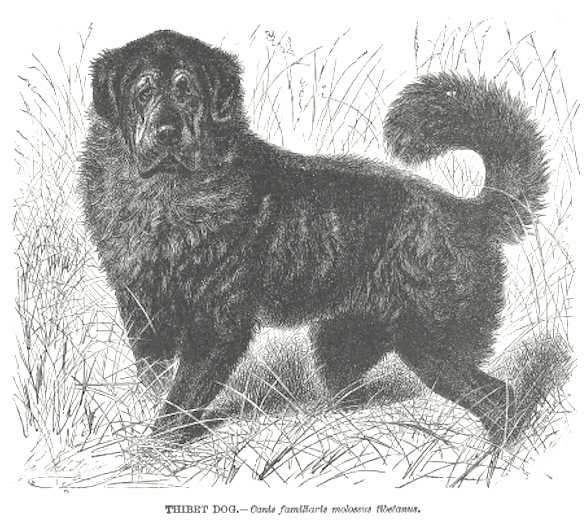 Tibetan Mastiff | Tibetan Mastiff 