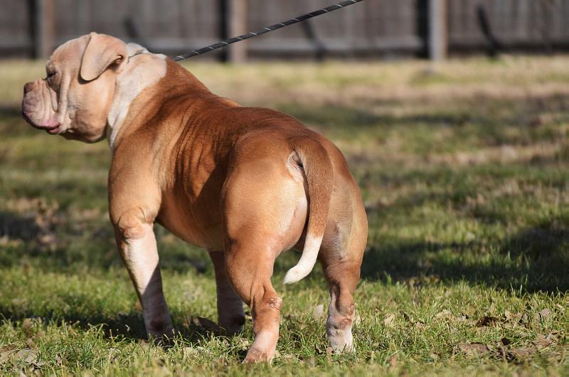 Red Dirt Dawgz Scratch | Olde English Bulldogge 