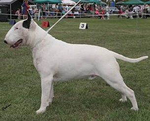 Shirvin Slice Of heaven | Bull Terrier 