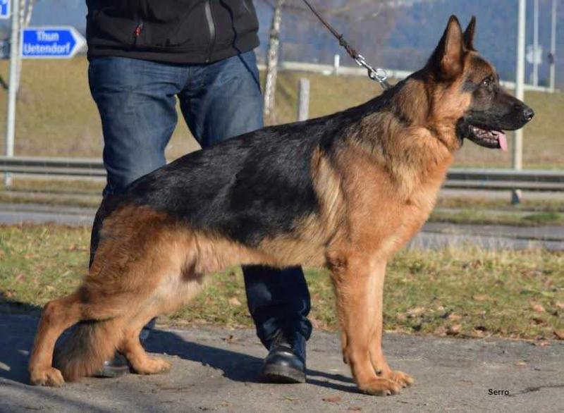 Serro vom Uebeschi See | German Shepherd Dog 