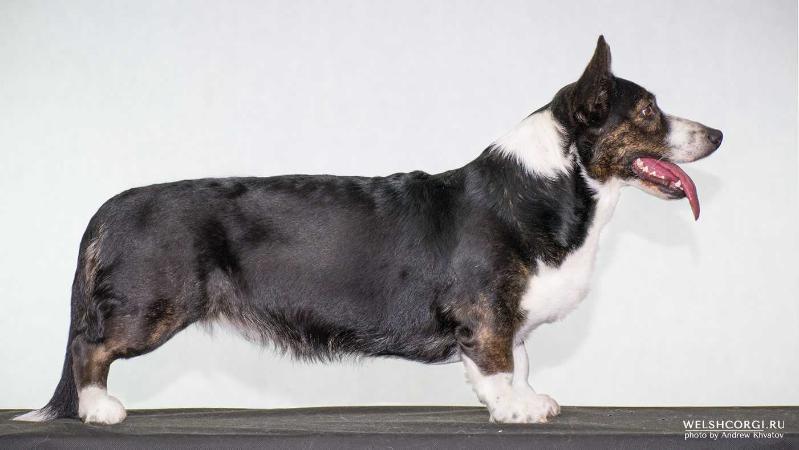 Aethwy Queen Of Rain | Cardigan Welsh Corgi 