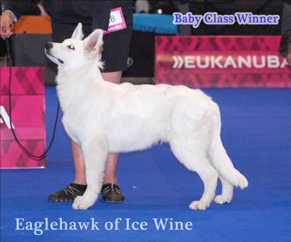 Eaglehawk of Ice Wine | White Swiss Shepherd Dog 