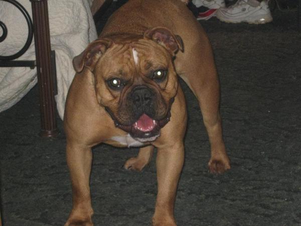 True Blood Bulldogges Sophie Anne Parrish | Olde English Bulldogge 