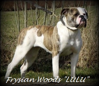 From Frysian Woods LULU | American Bulldog 