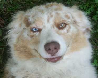 Heavenbounds Oak Run Miss Emma | Australian Shepherd 