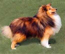 Lythwood Steptoe | Shetland Sheepdog 