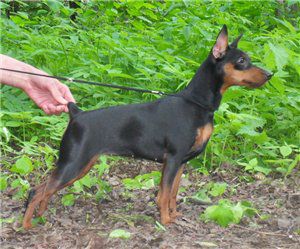 Nasha Marka Angelika Markiza Angelov | Miniature Pinscher 