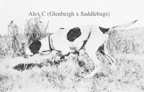 Alex C (Glenbeigh x Saddlebags) | Pointer 