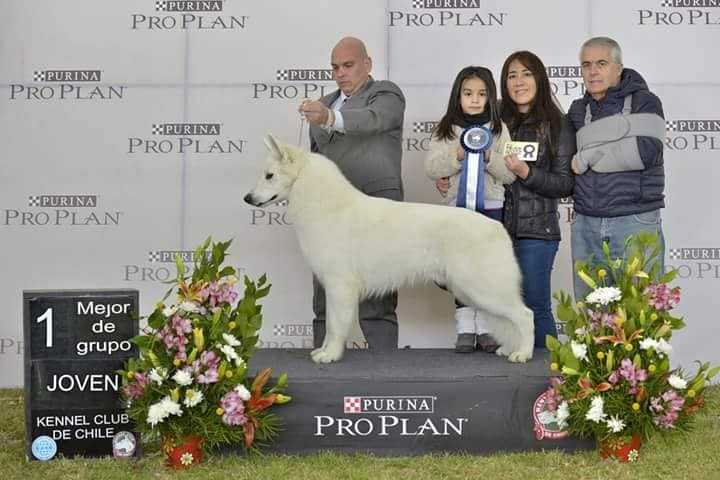 Dozer De Los Guerreros | White Swiss Shepherd Dog 