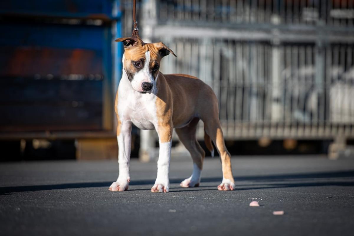 P'pit Shelby GT Freedom King's | American Staffordshire Terrier 