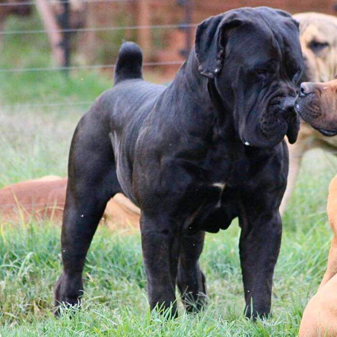 Anderson Hulk | African Boerboel 