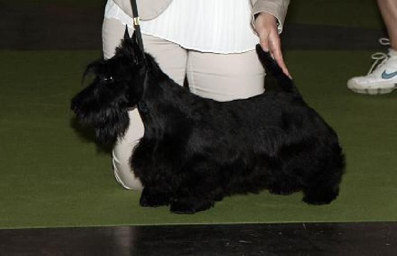 Sinequanone Fantastic Lili | Scottish Terrier 