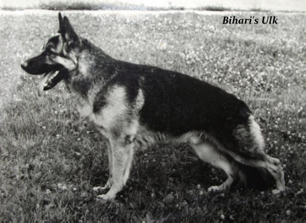 Bihari's Ulk | German Shepherd Dog 