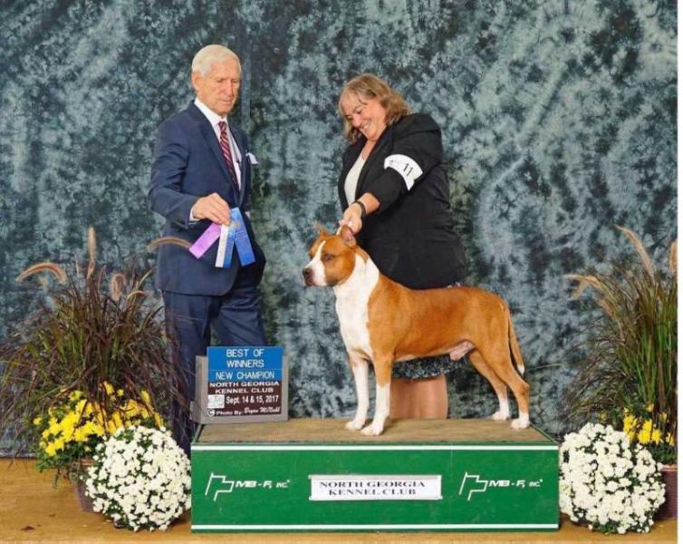 genius ast magic cloud | American Staffordshire Terrier 