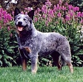 Carben Copys Truth Be Told | Australian Cattle Dog 