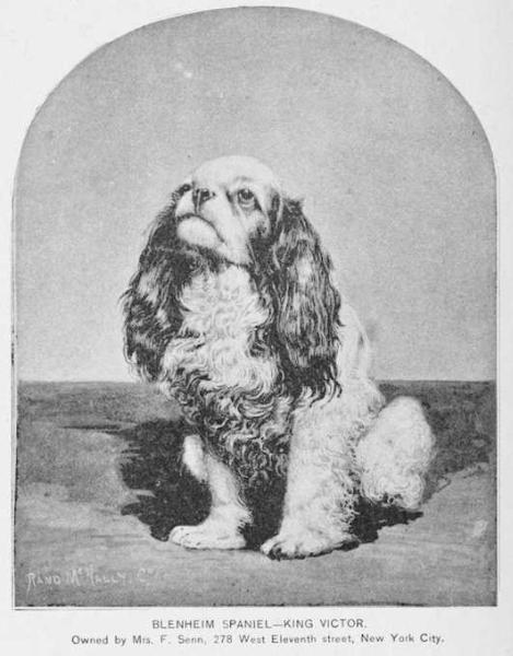 King Victor (Mrs. F. Senn's) | Cavalier King Charles Spaniel 