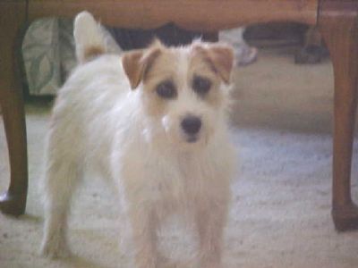 Wildenfox Rubys Gem | Jack Russell Terrier 