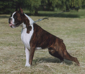 Joy Wayk | Boxer 