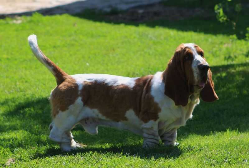 Sexi Maciek Z Sennej Krainy FCI | Basset Hound 