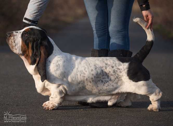 Gallop Galopujaca Fufla | Basset Hound 