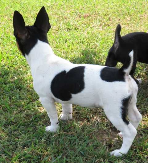 Sunset's Davey's Lil Diamond NB | Teddy Roosevelt Terrier 